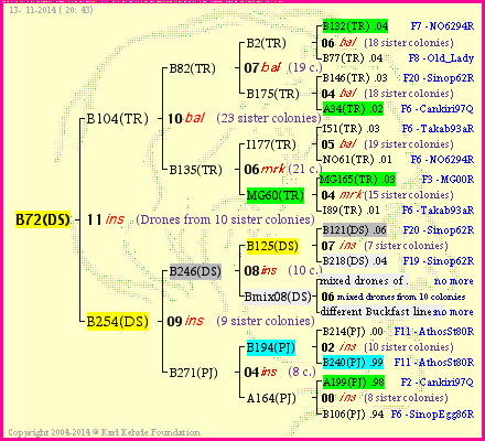 Pedigree of B72(DS) :
four generations presented