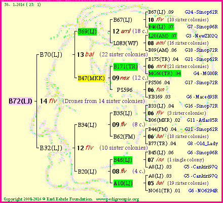 Pedigree of B72(LJ) :
four generations presented