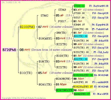 Pedigree of B72(PM) :
four generations presented