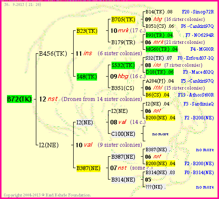 Pedigree of B72(TK) :
four generations presented