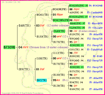 Pedigree of B72(TR) :
four generations presented