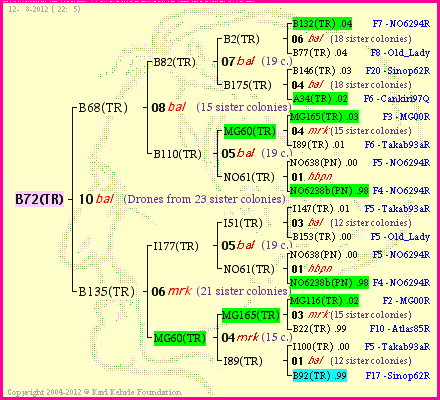 Pedigree of B72(TR) :
four generations presented<br />it's temporarily unavailable, sorry!