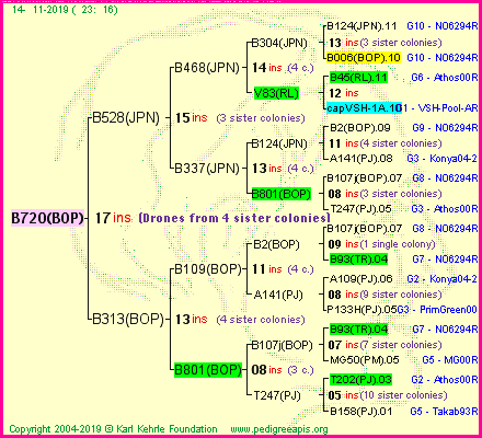 Pedigree of B720(BOP) :
four generations presented<br />it's temporarily unavailable, sorry!