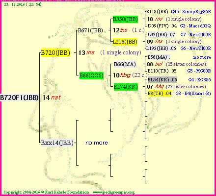 Pedigree of B720F1(JBB) :
four generations presented