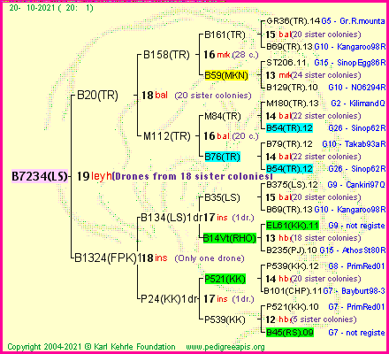 Pedigree of B7234(LS) :
four generations presented
it's temporarily unavailable, sorry!