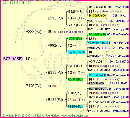 Pedigree of B724(CBP) :
four generations presented<br />it's temporarily unavailable, sorry!