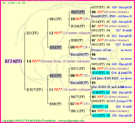 Pedigree of B724(FF) :
four generations presented