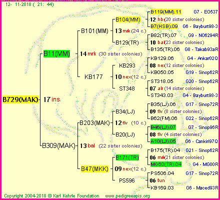 Pedigree of B729(MAK) :
four generations presented<br />it's temporarily unavailable, sorry!