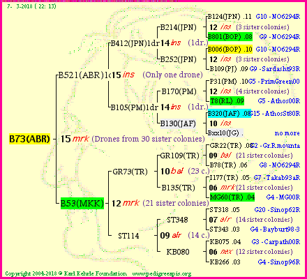 Pedigree of B73(ABR) :
four generations presented