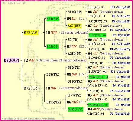 Pedigree of B73(AP) :
four generations presented