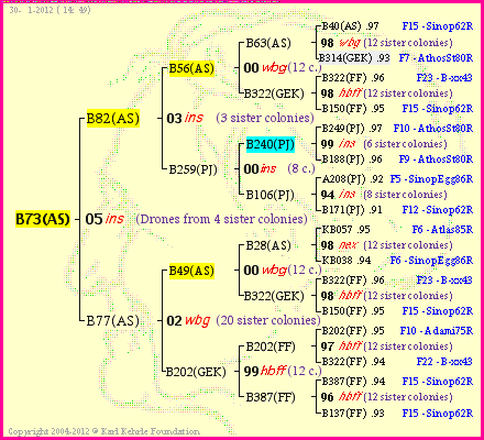 Pedigree of B73(AS) :
four generations presented