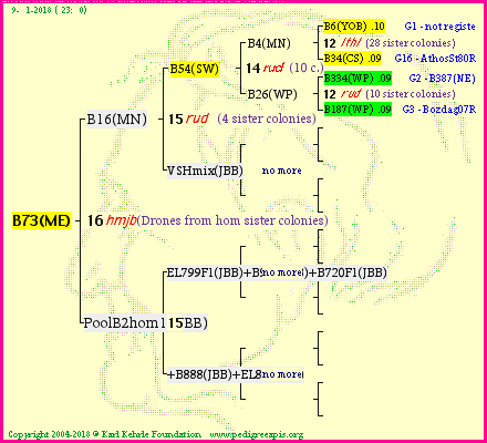 Pedigree of B73(ME) :
four generations presented