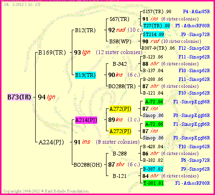 Pedigree of B73(TR) :
four generations presented