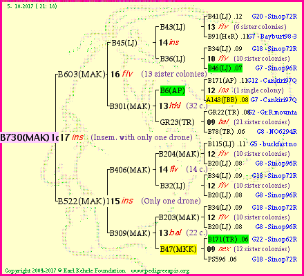 Pedigree of B730(MAK)1dr :
four generations presented