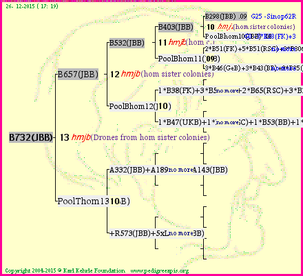 Pedigree of B732(JBB) :
four generations presented