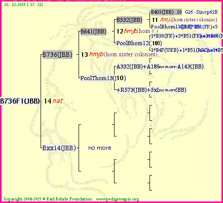 Pedigree of B736F1(JBB) :
four generations presented