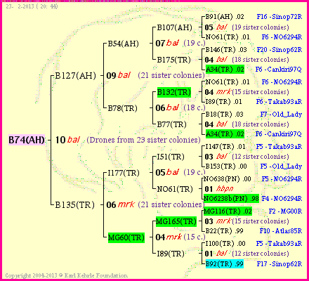 Pedigree of B74(AH) :
four generations presented