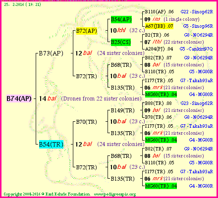 Pedigree of B74(AP) :
four generations presented