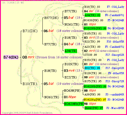 Pedigree of B74(DK) :
four generations presented