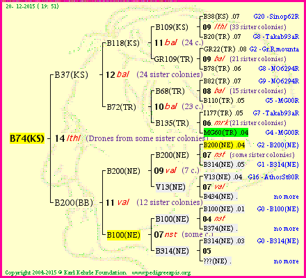 Pedigree of B74(KS) :
four generations presented