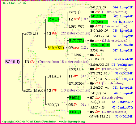 Pedigree of B74(LJ) :
four generations presented