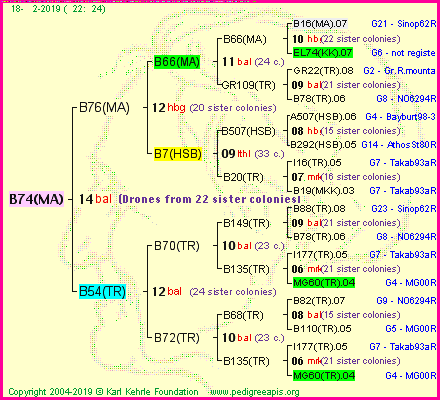 Pedigree of B74(MA) :
four generations presented
it's temporarily unavailable, sorry!