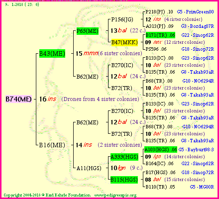 Pedigree of B74(ME) :
four generations presented