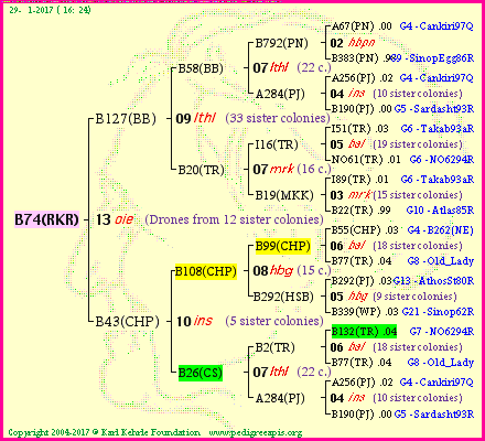 Pedigree of B74(RKR) :
four generations presented