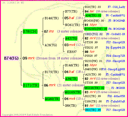 Pedigree of B74(TG) :
four generations presented