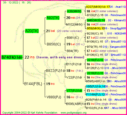 Pedigree of B74(TK)1dr :
four generations presented
it's temporarily unavailable, sorry!