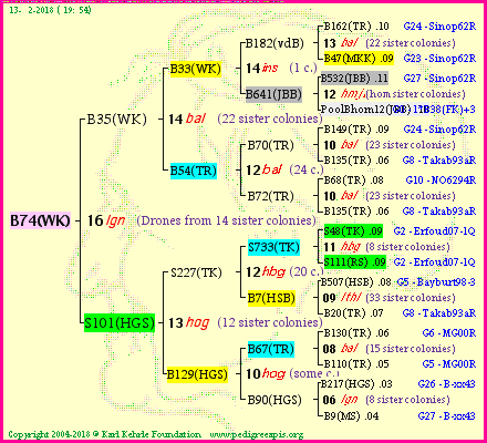 Pedigree of B74(WK) :
four generations presented