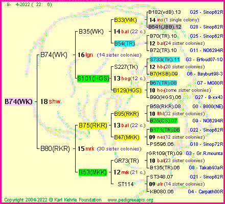 Pedigree of B74(WK) :
four generations presented
it's temporarily unavailable, sorry!