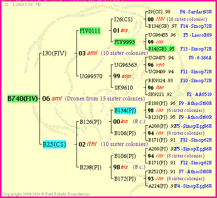 Pedigree of B740(FIV) :
four generations presented