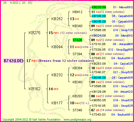 Pedigree of B742(LDE) :
four generations presented
it's temporarily unavailable, sorry!