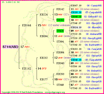 Pedigree of B744(ABE) :
four generations presented