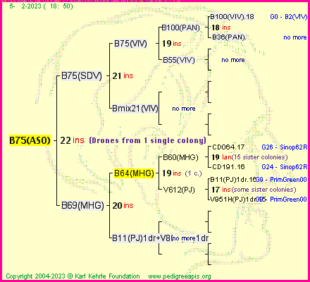 Pedigree of B75(ASO) :
four generations presented
it's temporarily unavailable, sorry!