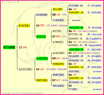 Pedigree of B75(BB) :
four generations presented