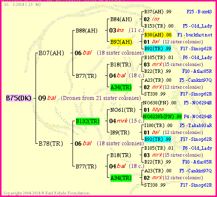 Pedigree of B75(DK) :
four generations presented