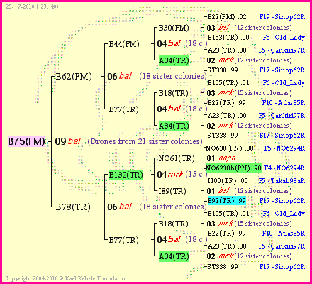 Pedigree of B75(FM) :
four generations presented