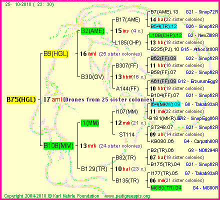 Pedigree of B75(HGL) :
four generations presented<br />it's temporarily unavailable, sorry!