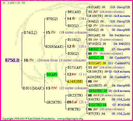 Pedigree of B75(LJ) :
four generations presented