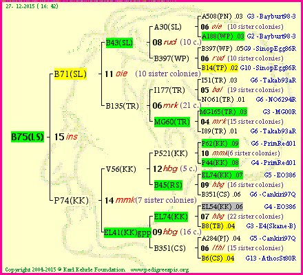 Pedigree of B75(LS) :
four generations presented