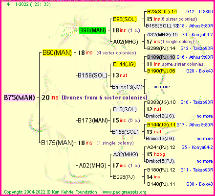 Pedigree of B75(MAN) :
four generations presented
it's temporarily unavailable, sorry!