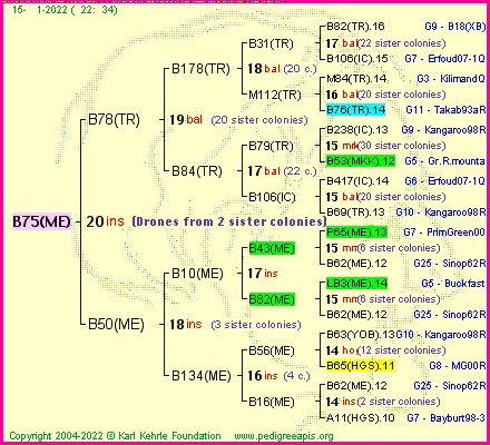 Pedigree of B75(ME) :
four generations presented
it's temporarily unavailable, sorry!