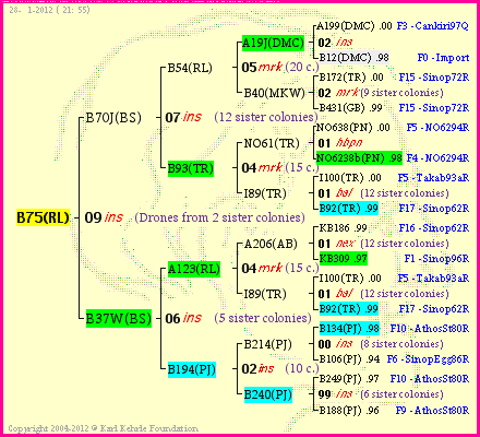 Pedigree of B75(RL) :
four generations presented