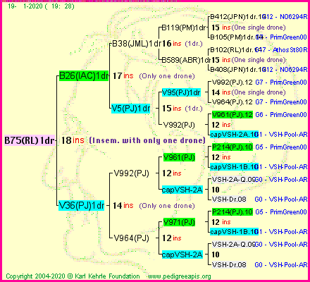 Pedigree of B75(RL)1dr :
four generations presented
it's temporarily unavailable, sorry!