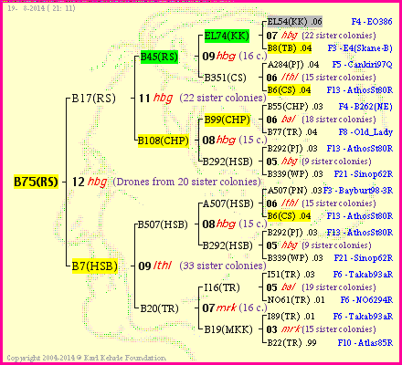 Pedigree of B75(RS) :
four generations presented