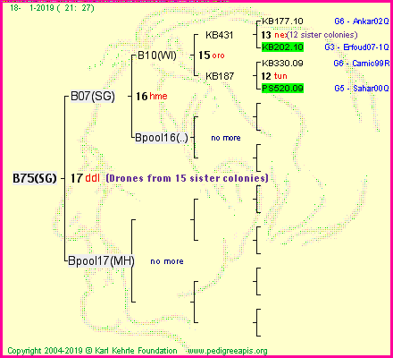 Pedigree of B75(SG) :
four generations presented<br />it's temporarily unavailable, sorry!