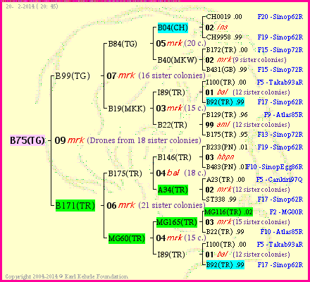 Pedigree of B75(TG) :
four generations presented