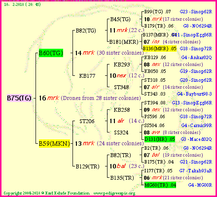 Pedigree of B75(TG) :
four generations presented<br />it's temporarily unavailable, sorry!